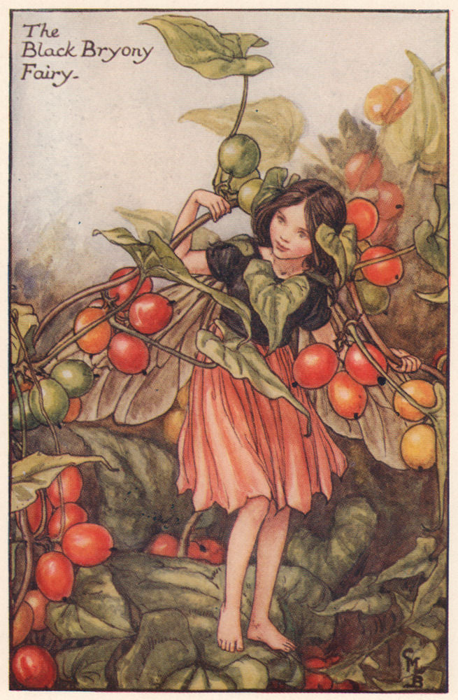 Black Bryony Fairy by Cicely Mary Barker. Autumn Flower Fairies c1935 print